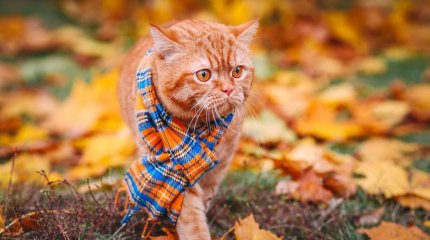 Заморозки, туман и снег: погода на выходные в Казахстане