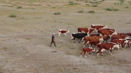 БҚО 29 адам бруцеллезге шалдыққан