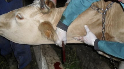 13 акмолинцев заразились сибирской язвой