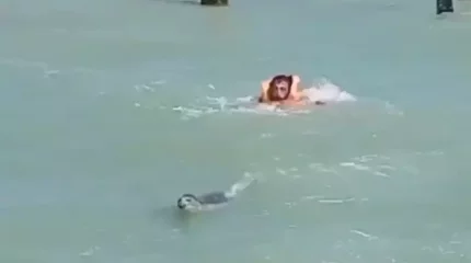 Каспийде жүзіп жүрген итбалық адамдарға шабуыл жасады