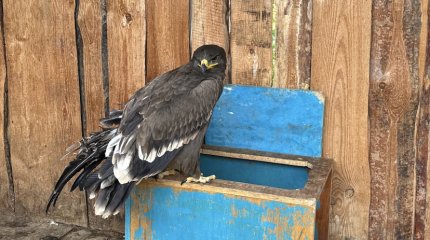 Краснокнижного орла спасают костанайские эко-волонтеры