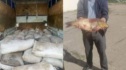 Павлодарда 2,5 тонна шаян мен 515 келі балық аулаған браконьерлер ұсталды