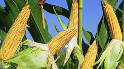 «Опасно для здоровья»: аграрии СКО призывают граждан не есть кукурузу с полей