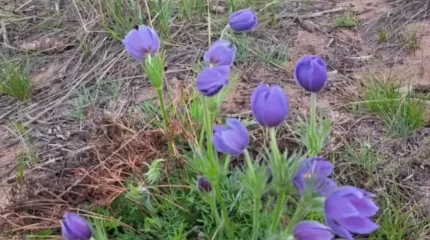 "Бұл ненің белгісі?". Күзде қайта гүлдеген бәйшешек жұртшылықты таңғалдырды