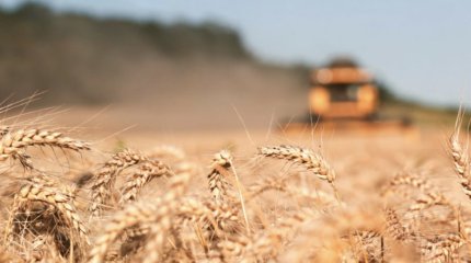 Качество зерна может ухудшиться в Казахстане из-за непогоды