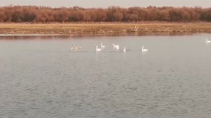 Түркістан облысының өзен - көлдерінде аққулар қыстап жатыр
