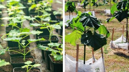 Быстрорастущими деревьями хотят засеять Казахстан