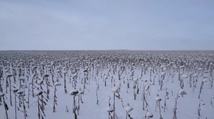 Қостанай шаруалары астықты сатпақ түгілі,әлі элеваторға өткізе алмай отыр