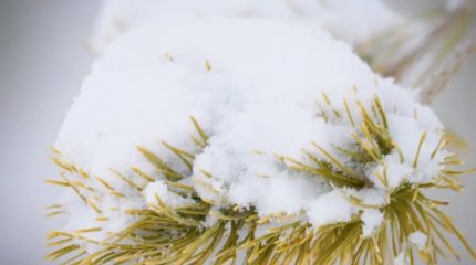 Түркістанды қар басты