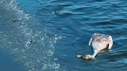 870 аққу өлексесі табылды