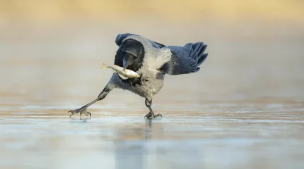 Метели и туман: в 14 регионах Казахстана объявлено штормовое предупреждение