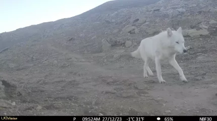 Маңғыстауда өте сирек кездесетін ақ қасқыр суретке түсіп қалды