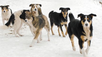 Искусаны дети и взрослые: семейчане жалуются на стаи бродячих собак