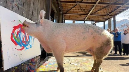Картины, нарисованные свиньей, были проданы за 1 миллион долларов