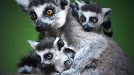 Алматы хайуанаттар бағы жаңа жануарлармен толықты