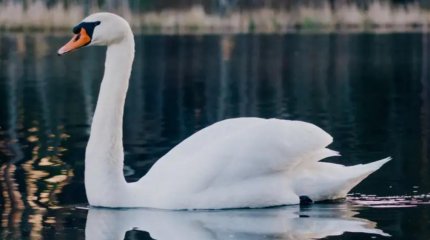 Маңғыстау облысының тұрғындарына құс тұмауын жұқтыру қаупі бар екені ескертілді