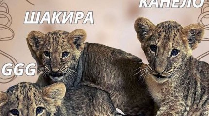 Шымкентских львят назвали в честь Головкина и Альвареса