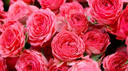 Романтикам не смотреть: четыре тысячи роз сожгли в Караганде