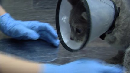 Чипирование животных в Казахстане: в Минэкологии отмечают рост числа бродячих собак