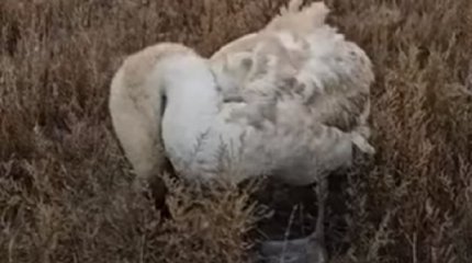 Лебединая трагедия: число погибших птиц в Мангистау приближается к тысяче