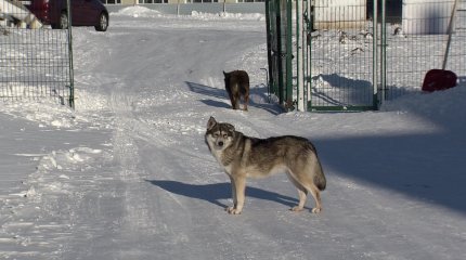 Астанада 2 мыңнан астам адамды ит қапқан