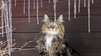 Морозы ослабят хватку: прогноз синоптиков на три дня