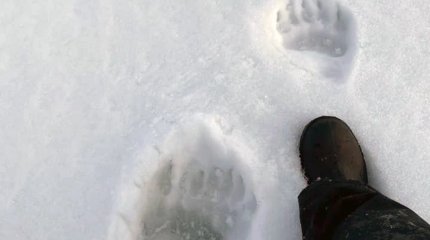 Новость о медведе-шатуне взбудоражила Восточный Казахстан