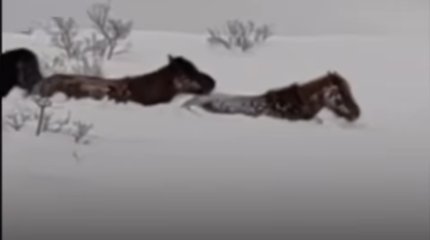 "Жылқы жүре алмай қалды": Шығыс Қазақстанда қардан қиналған халықтың жанаярлық видеосы тарады