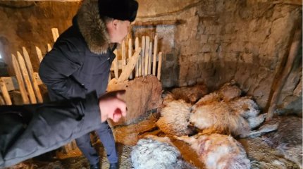 Неизвестный хищник ночью выпил кровь у 15 овец в ВКО