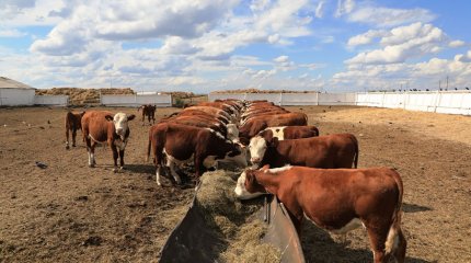 Келер жылдан бастап малдың анықтамасы QR-кодпен ғана беріледі