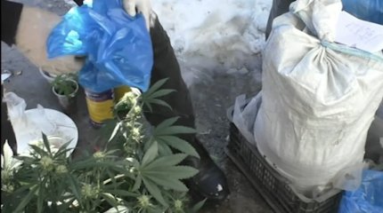 Таразцу грозит срок за коноплю и мак в сарае