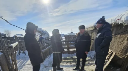 ШҚО Көкжота ауылындағы бір үйдің 15 қойын сілеусін қырып кетті