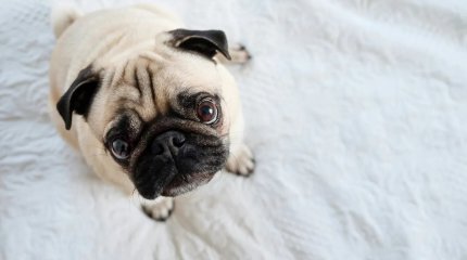 Европейцам запретят разводить мопсов