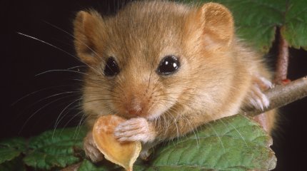 Строительство трассы ради благополучия мышей приостановили в Германии