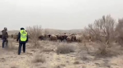 Түркістан облысының тұрғыны 300-ден астам малын жоғалтып алған