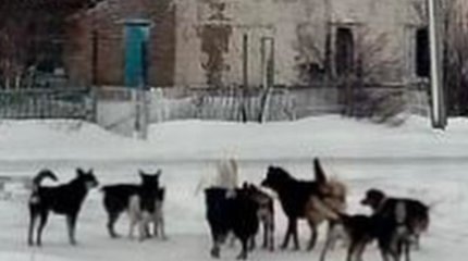 «Директорды қауып, баланың сөмкесін жыртты»: Қосшыда қаңғыбас ит көбейді