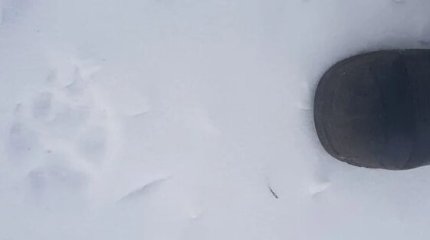 Крупный волк-одиночка переполошил костанайские сёла