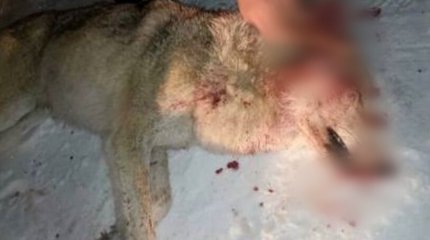 Волк растерзал людей недалеко от границы Казахстана