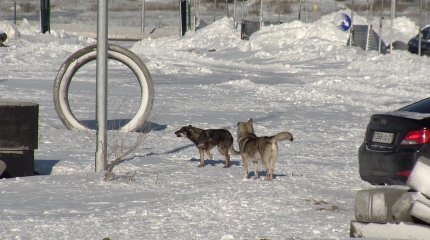 Қосшыда қаңғыбас ит мектеп директоры мен оқушыны қапты