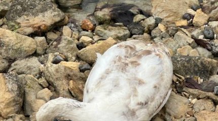 Число погибших лебедей выросло в Мангистау