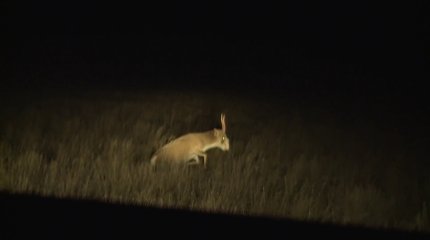 22 бригады охотников привлекли к отстрелу сайгаков в ЗКО