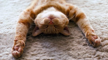 Кому ленивый день, кому - сложности: что сулят звёзды 27 января