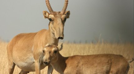 Убийство сайги в Атырауской области: начато расследование