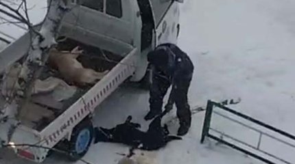 Зоозащитница намерена подать в суд на мужчину, избивавшего собаку в Аркалыке