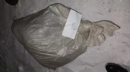 Ақмола полицейлері елді мекенге кірген елікті аулау фактісін тергеп жатыр