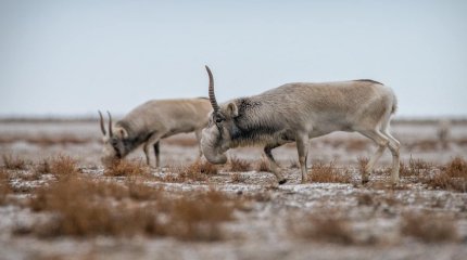 Атырау облысында 38 киіктің өлексесі табылды