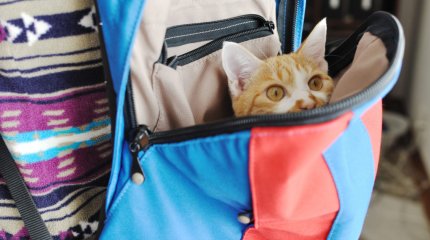 Когда у первоклассников начнутся дополнительные каникулы, рассказали в Минпросвещения