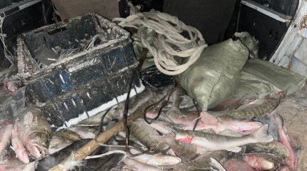 Уголовная ответственность грозит рыбаку за завидный улов на Зайсане