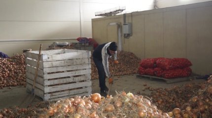 Атырауда көкөніс қоймасындағы пияз шіріп жатыр