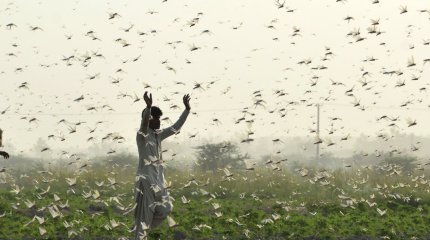 Пик нашествия саранчи прогнозируют в Казахстане в 2024 году